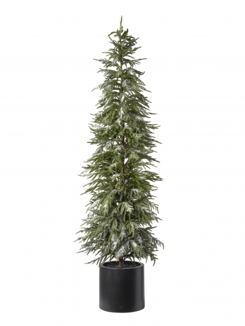 Pino verde innevato con vaso nero, altezza 213 cm