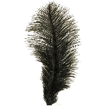 Piuma artificiale nera, lunghezza 15/20 cm, confezione da 20 pezzi