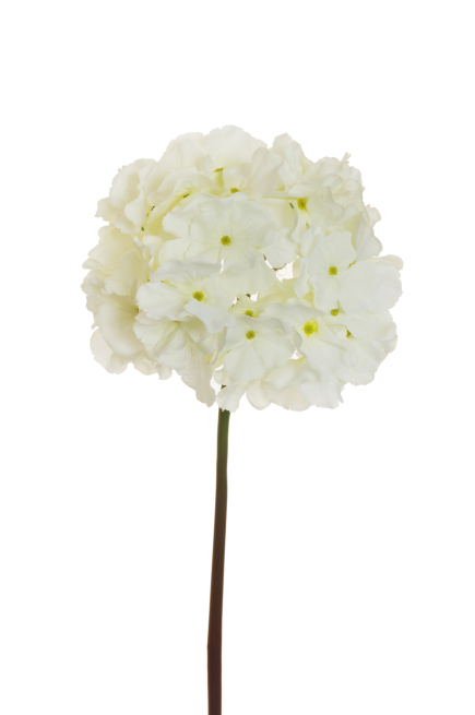 Ortensia singola con stelo bianca 60 cm