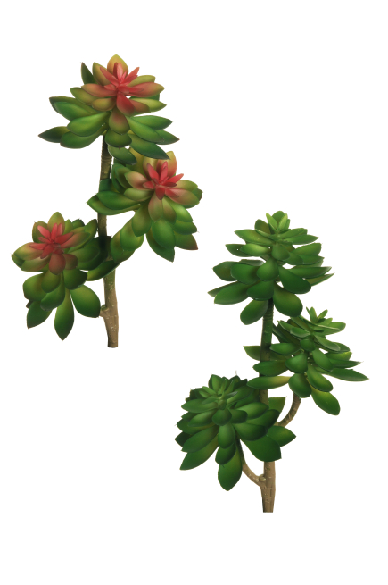 Ramo di "Echeveria" diametro 13 cm, altezza 36 cm