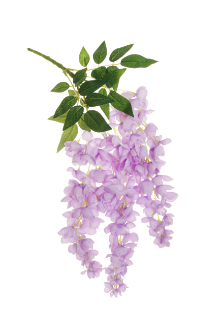 Glicine cadente con foglie verdi, altezza 60cm
