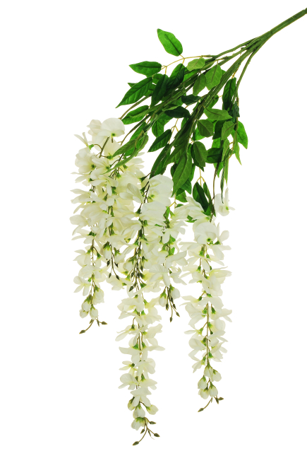 Glicine cadente con foglie verdi, altezza 79cm