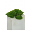 Ciuffo di Muschio verde, varie misure