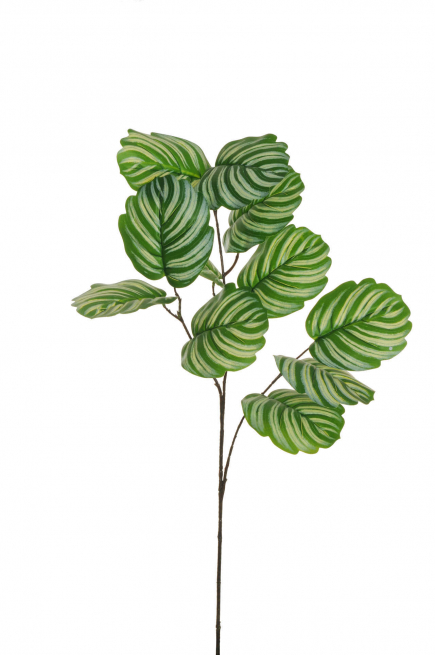 Ramo di "Calathea" verde variegato, altezza 83 cm
