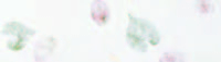 Carta Kozo floral foglie fondo bianco, formato 55x80 cm, confezione da 10 fogli
