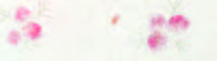 Carta Kozo floral foglie fondo bianco, formato 55x80 cm, confezione da 10 fogli