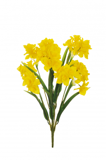 Mazzo di narcisi gialli, altezza 56 cm