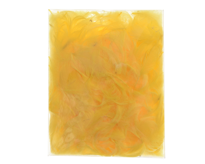Piume gialle altezza 5 cm, confezione da 5 gr