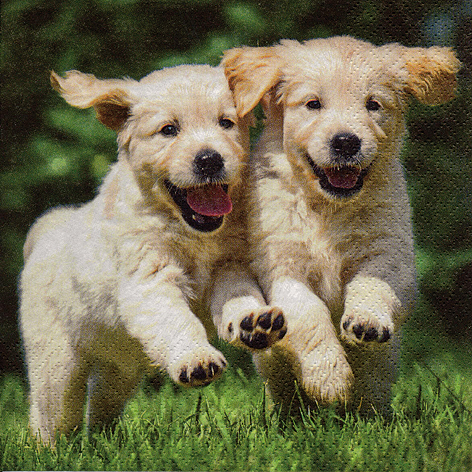 Tovagliolo in carta 3 veli stampa "Cani", 33x33 cm, confezione da 20 pezzi