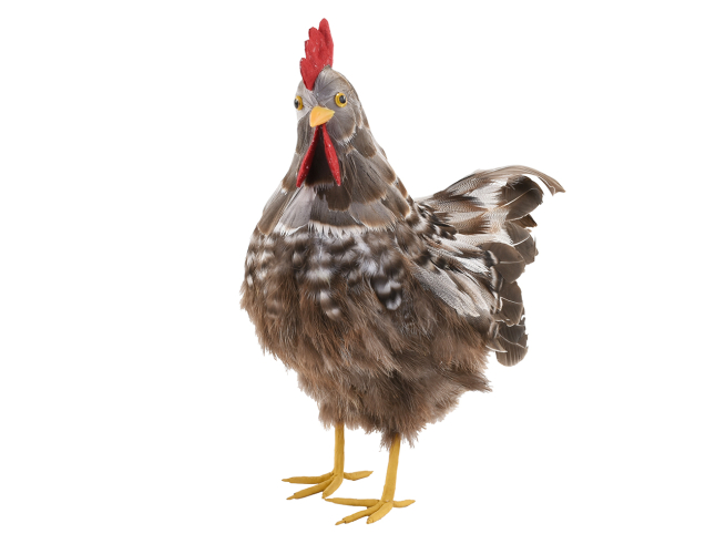 Gallina marrone scuro altezza 35 cm
