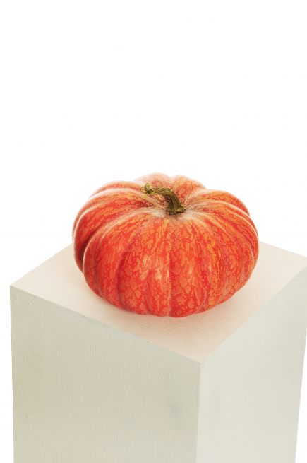 Zucca arancione ornamentale, varie misure