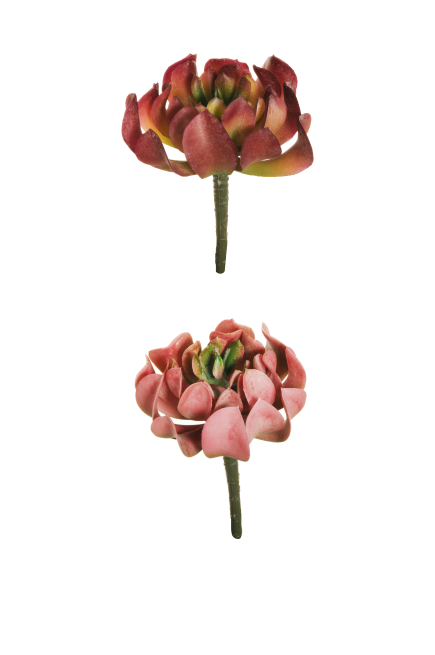 Pianta "Rubber" diametro 9 cm, altezza 13 cm