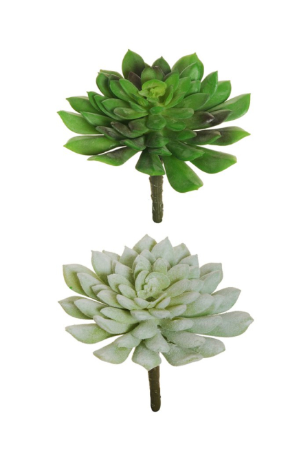 Pianta grassa "Echeveria", diametro 13 cm, altezza 15 cm