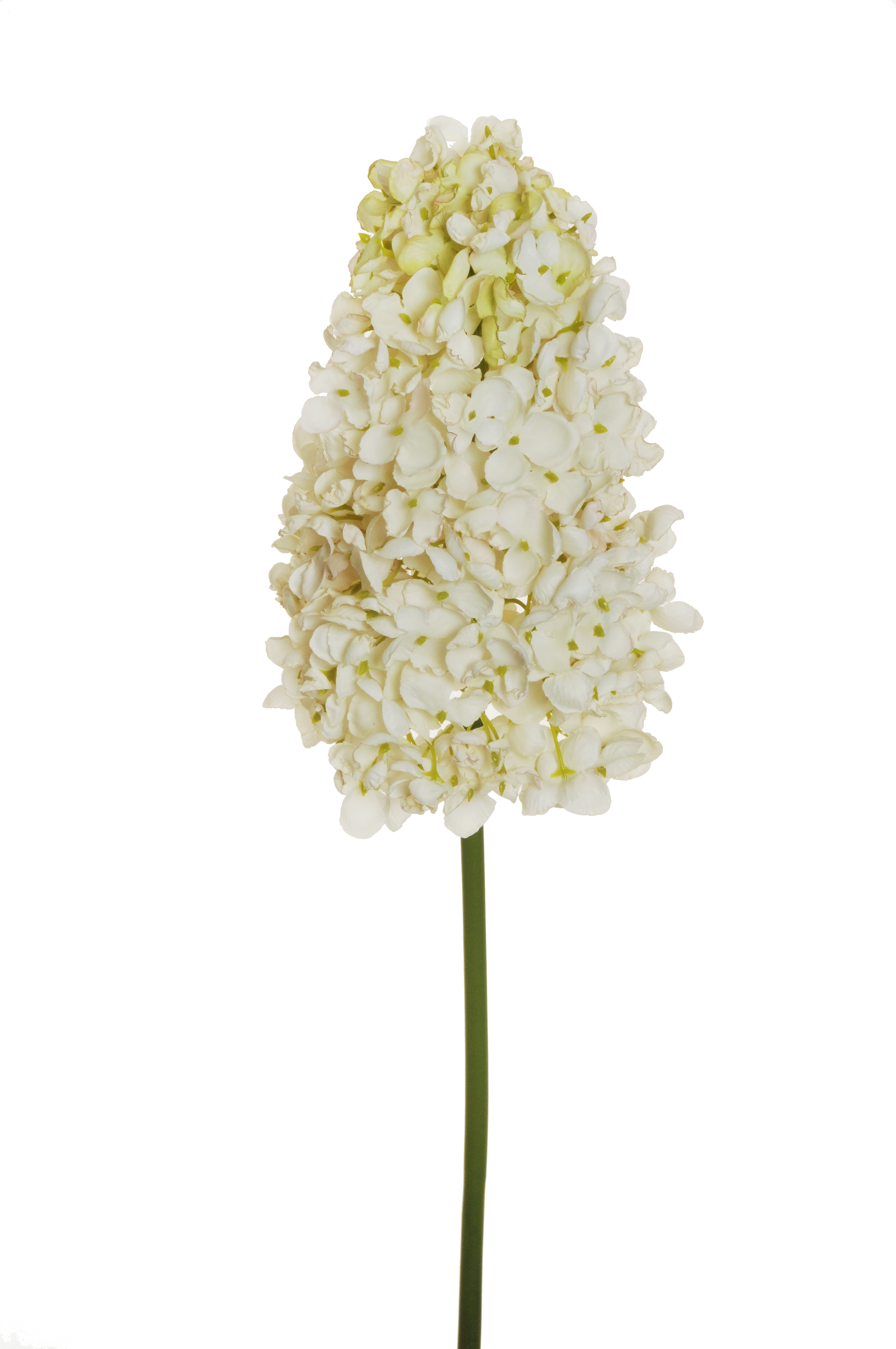 Fiori a stelo